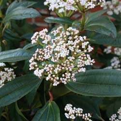 David Viburnum